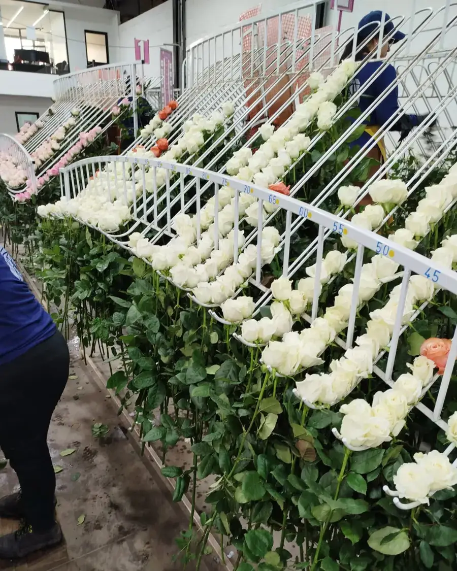 Roses on sorting racks
